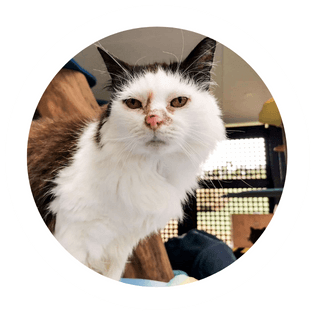 Mittens the cat