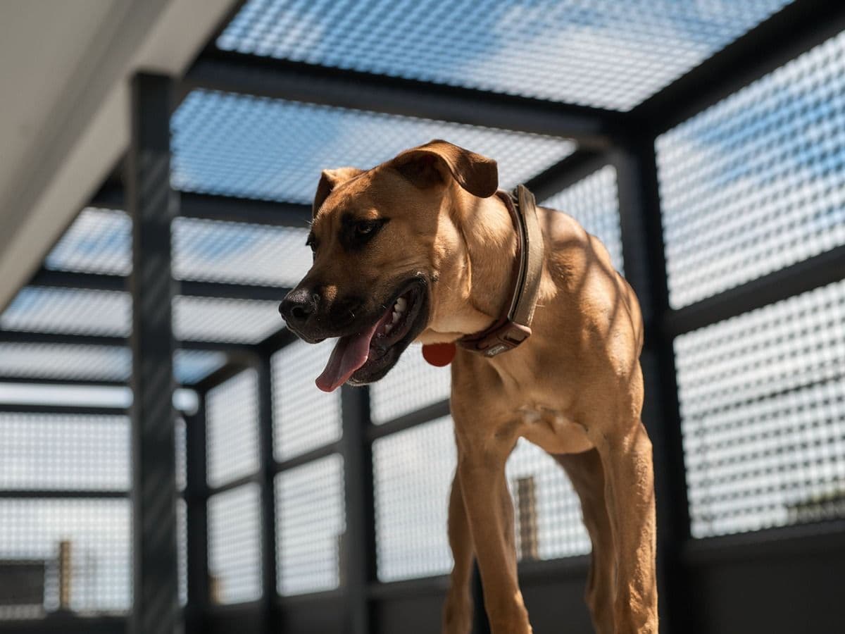 Dog in shelter