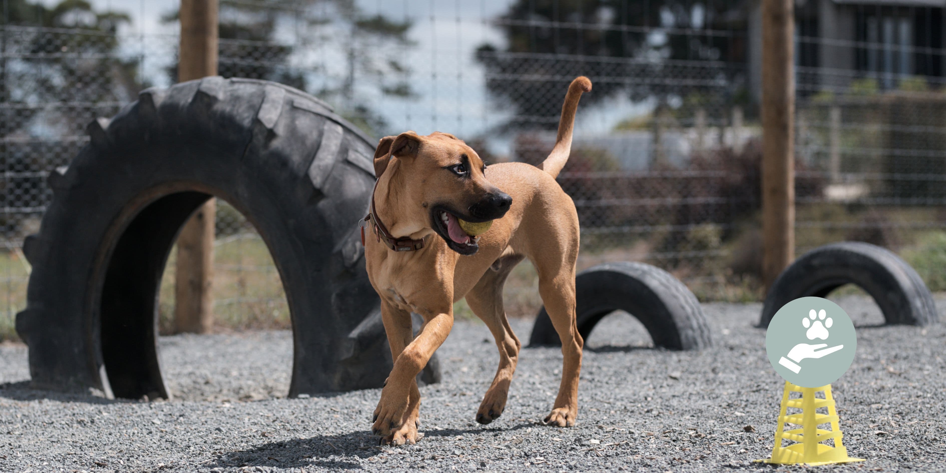 Safe Beds For Pets - Enrichment Wellbeing Training