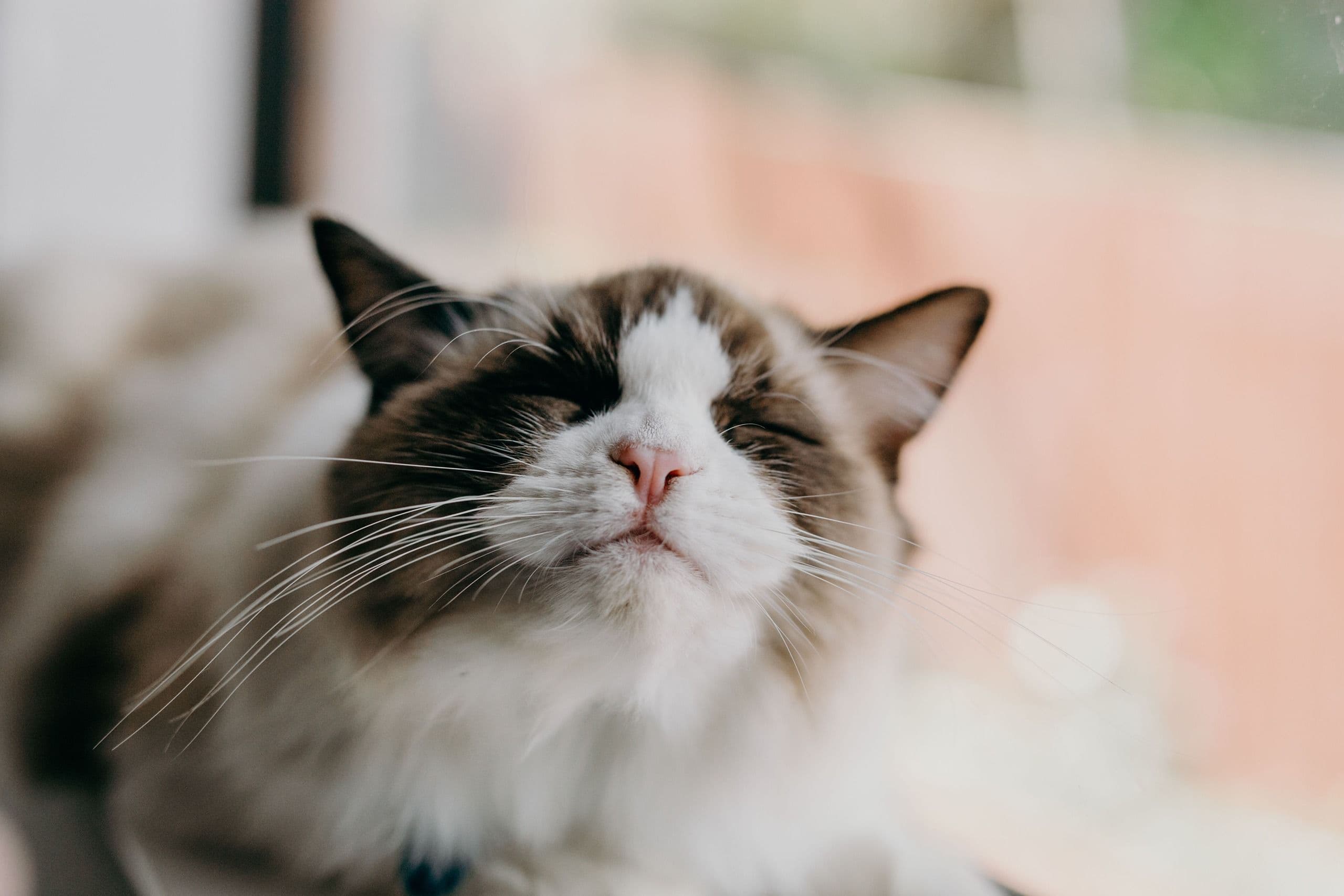 Happy cat