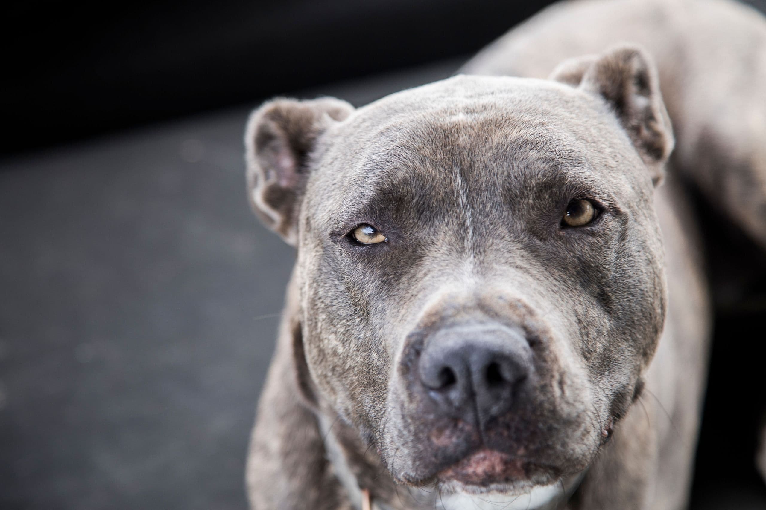 Dog looking up at camera
