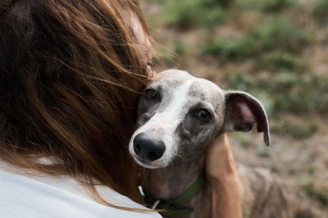 A brindle and white Whippet dog peeks over a person's shoulder.