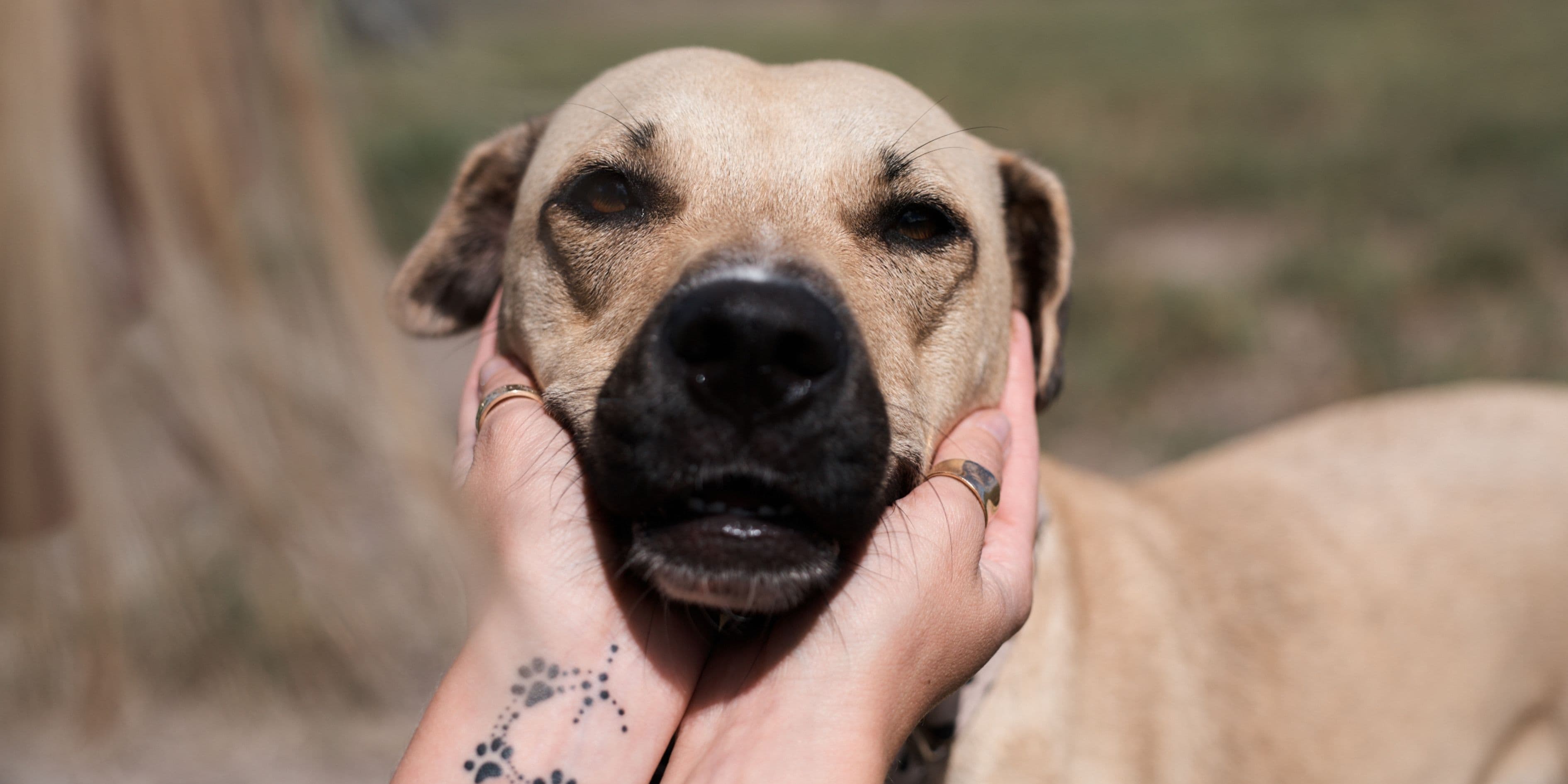A tan dog with dark eyes has its face gently cupped by paw print tattooed hands outdoors.
