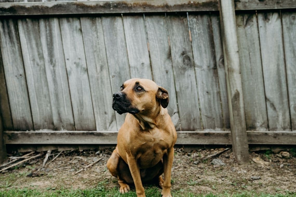 Bodhi the dog