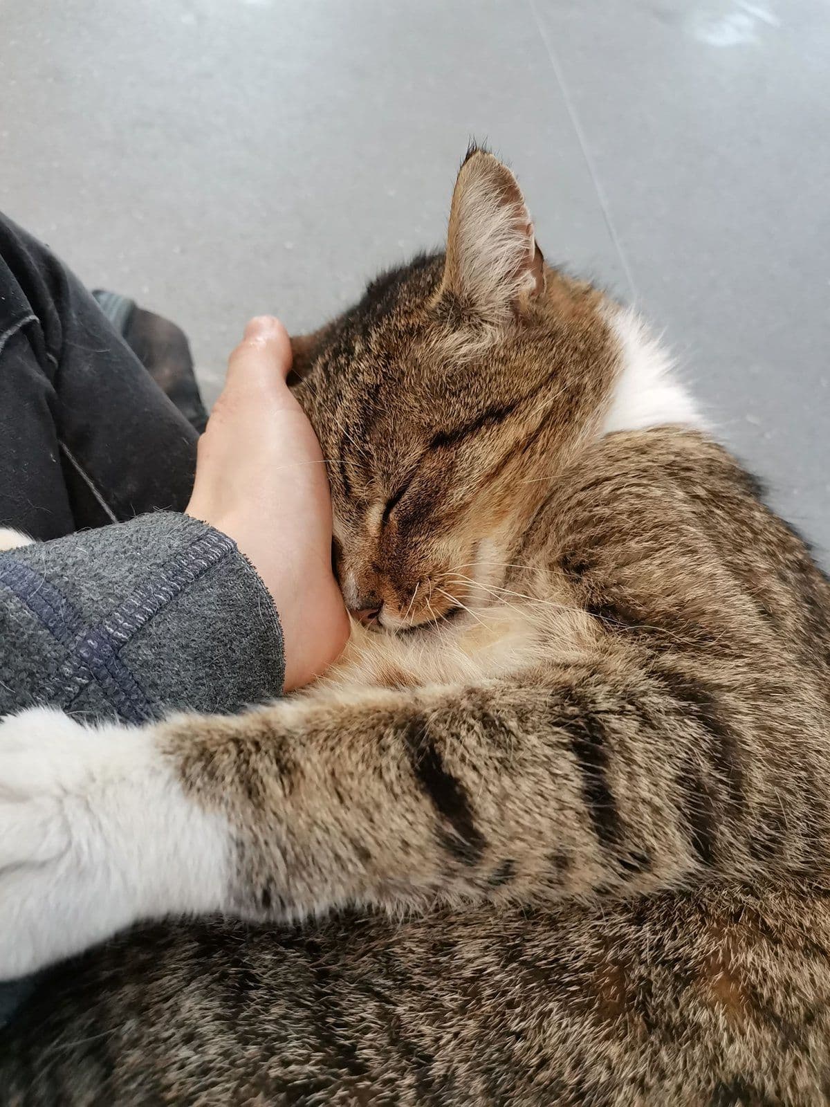 Peach the cat