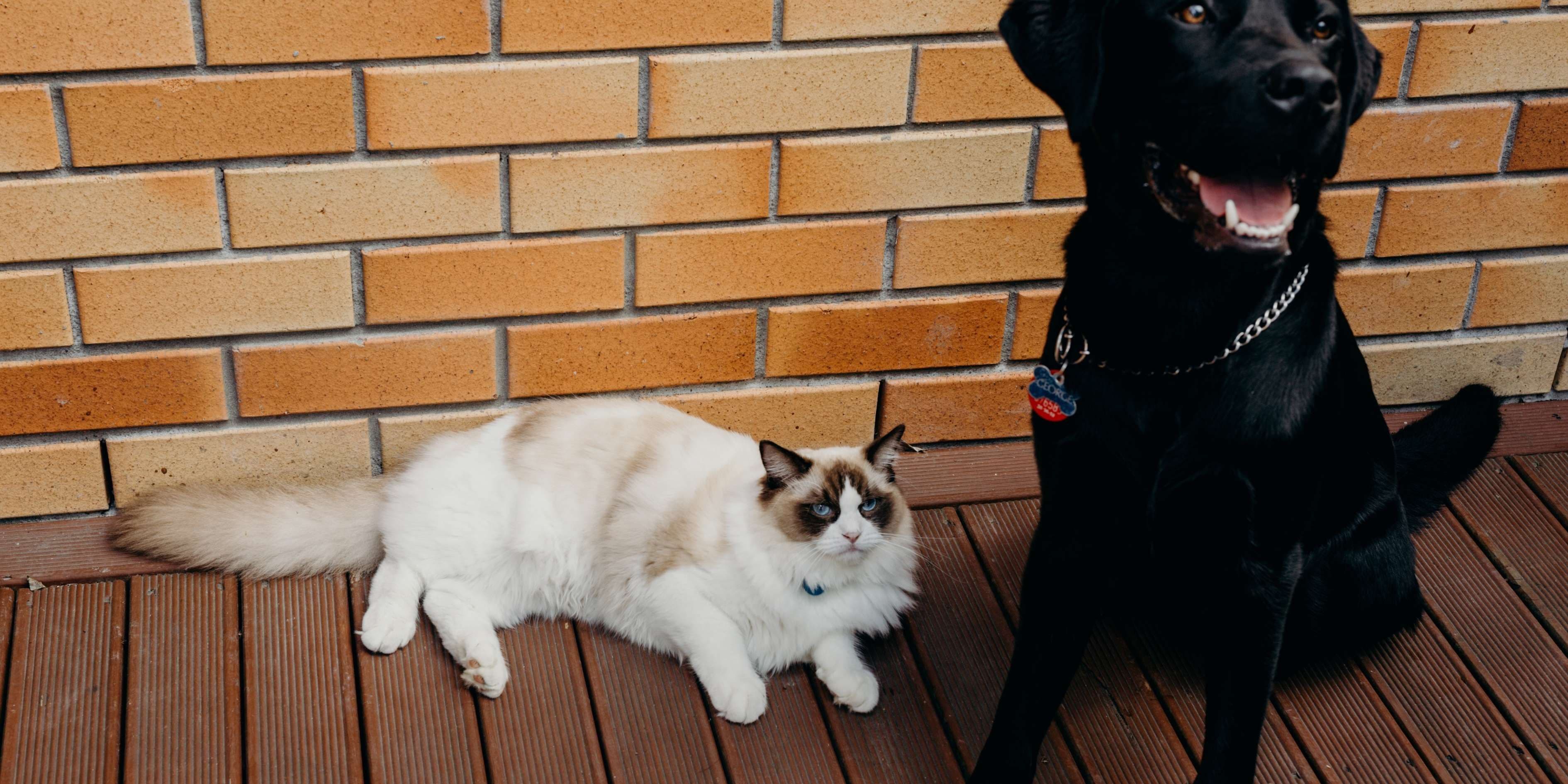 A fluffy Ragdoll cat and a black Labrador dog sit on a wooden deck next to a brick wall.