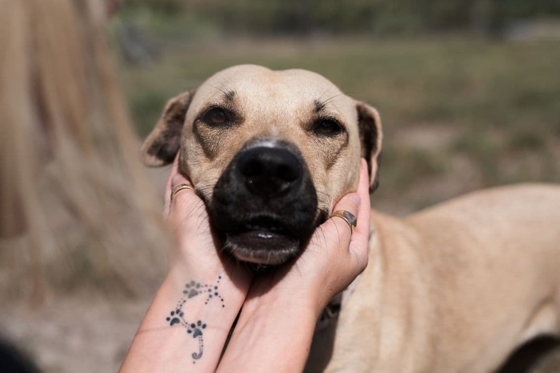 A tan dog with dark eyes has its face gently cupped by paw print tattooed hands outdoors.