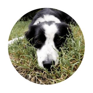 Snowy the dog