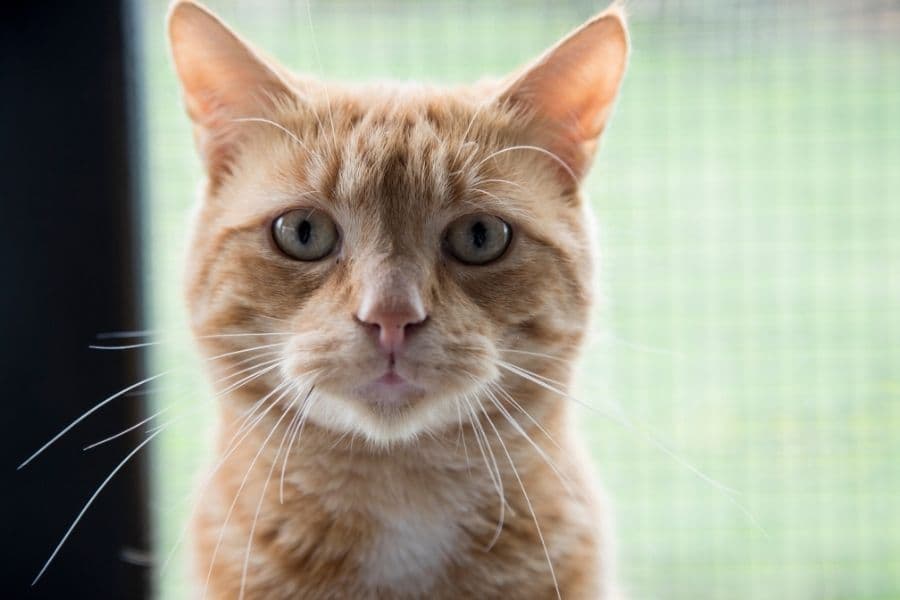 An orange and white cat looks at the camera from over a woman's shoulder.