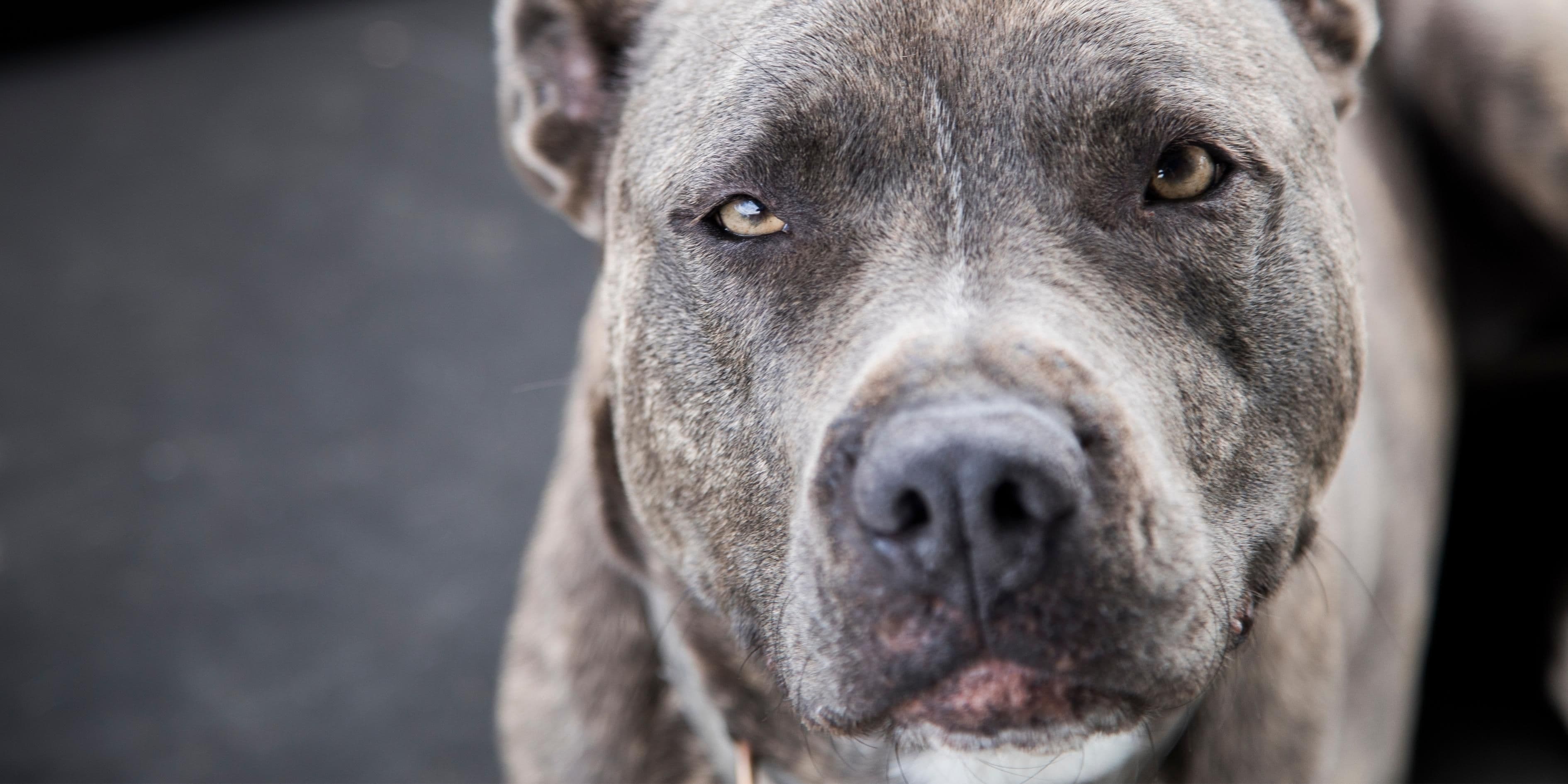 Close-up of a grey pit bull dog with amber eyes looking at the camera.